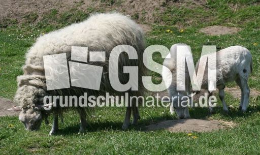 Moorschnucken_3088.jpg